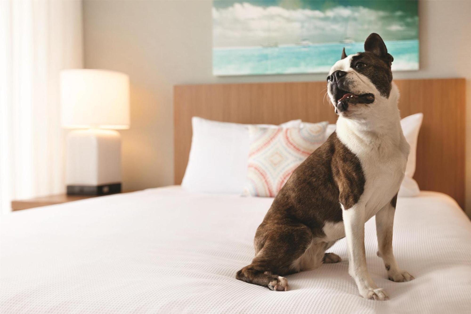 Hyatt House Virginia Beach / Oceanfront Zewnętrze zdjęcie